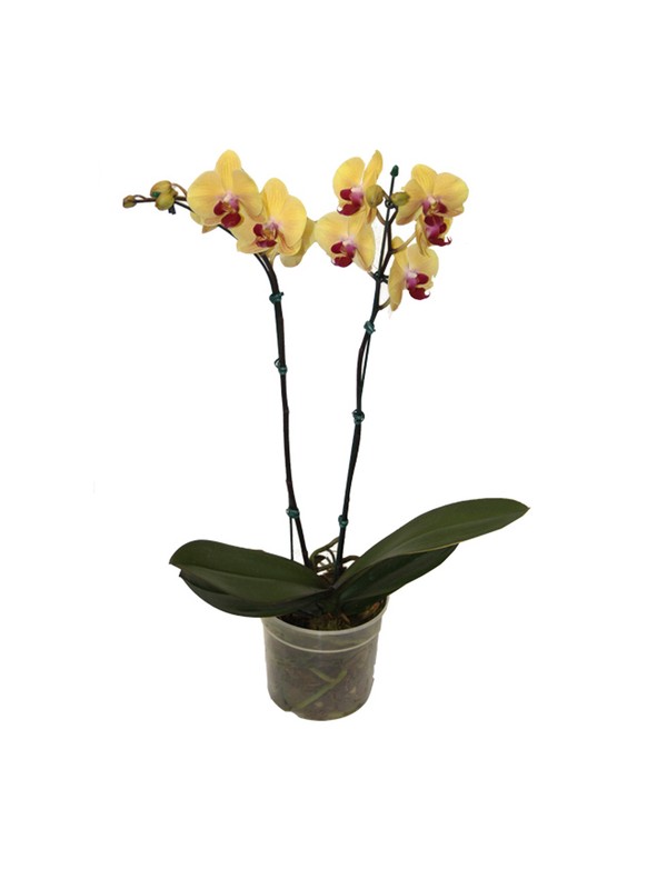 Orquidea Phalaenopsis Amarela